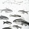 Ein Detail von Olalla Castro: Fische, Collage